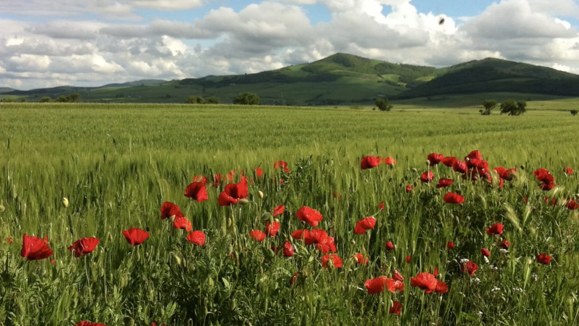 Il Gufo, Ascoli Satriano (Puglia)